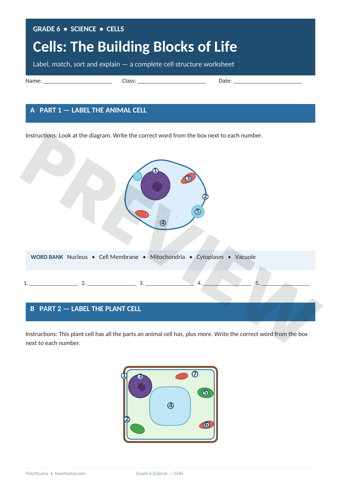 Preview of Grade 6 Science Worksheet: Cells — The Building Blocks of Life