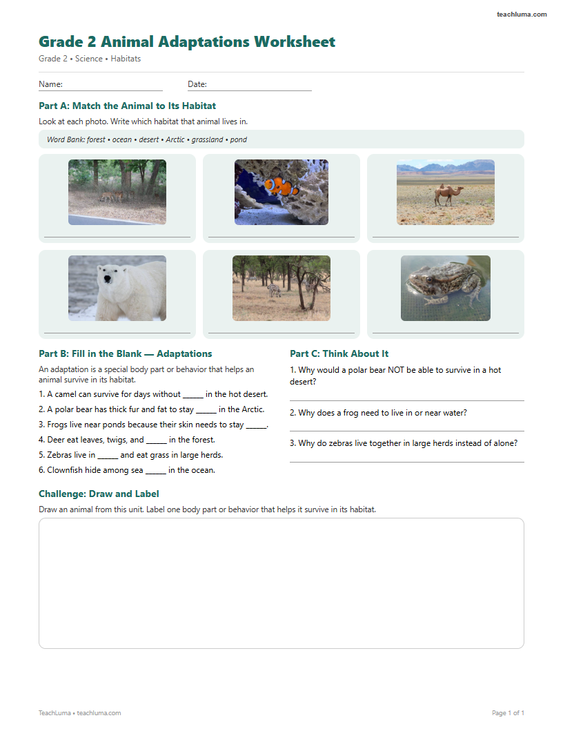 Preview of Grade 2 Animal Adaptations Worksheet