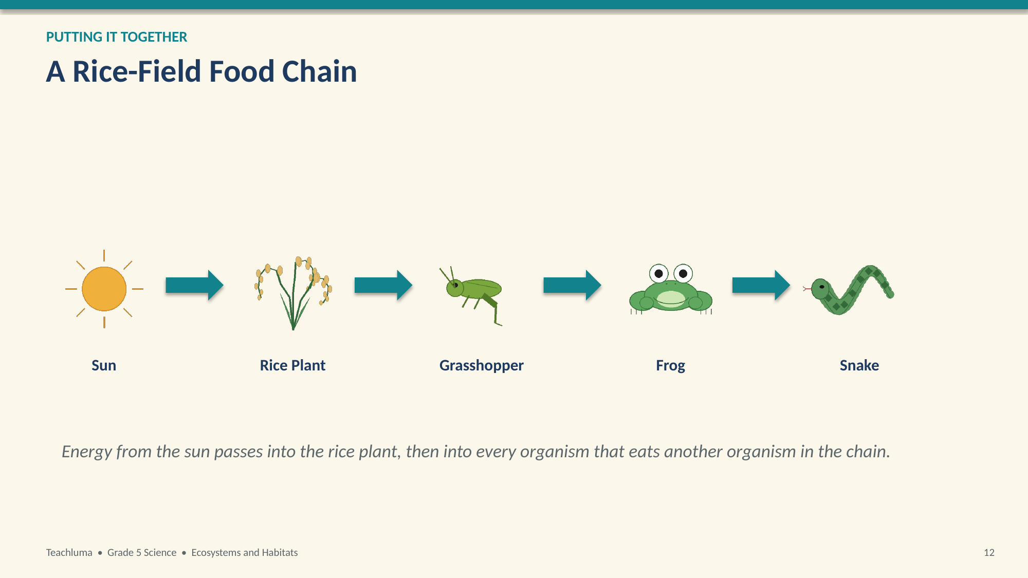 Grade 5 Ecosystems and Habitats Vocabulary and Concepts PowerPoint