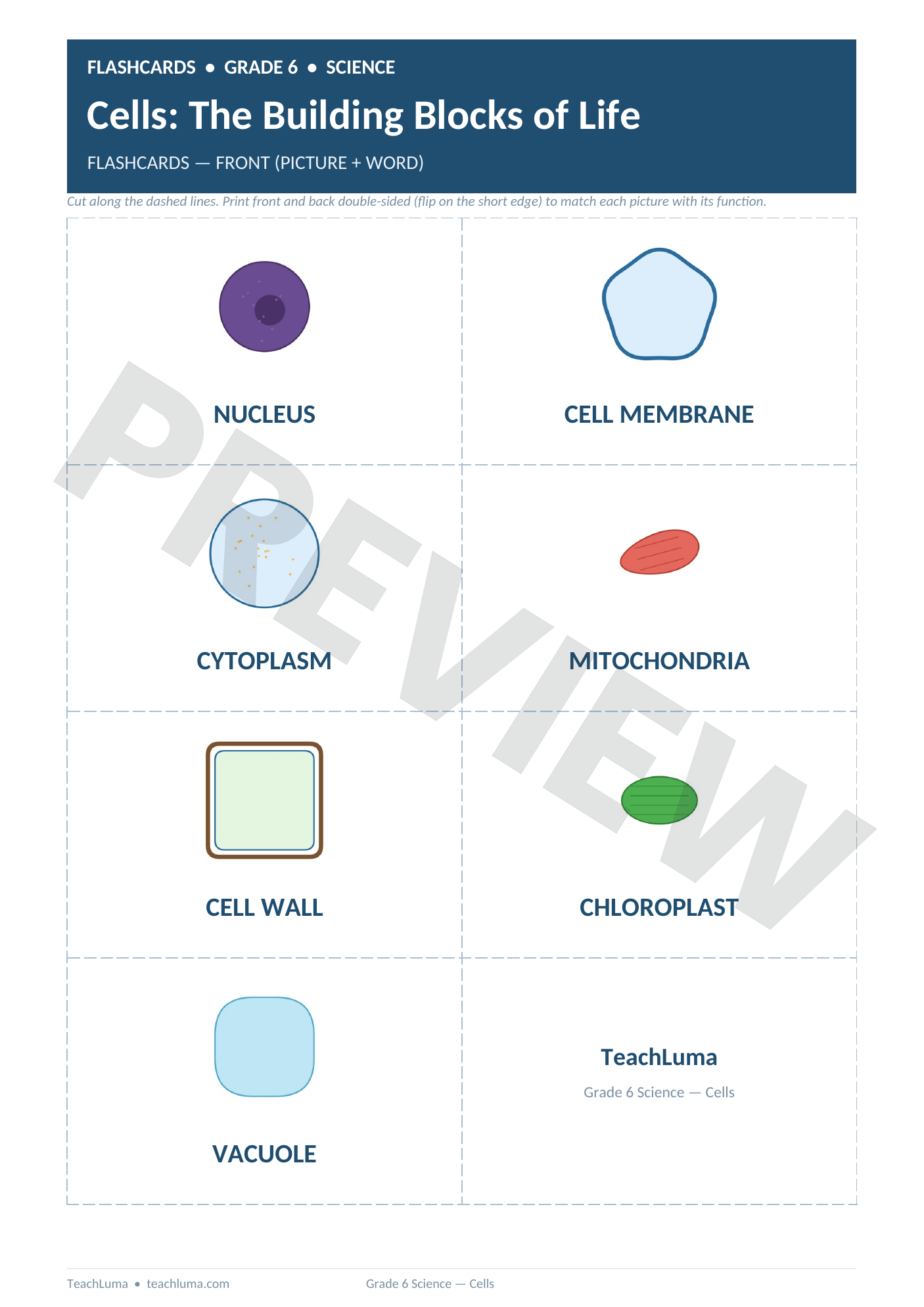 Preview of Grade 6 Science Flashcards: Cell Parts and Functions