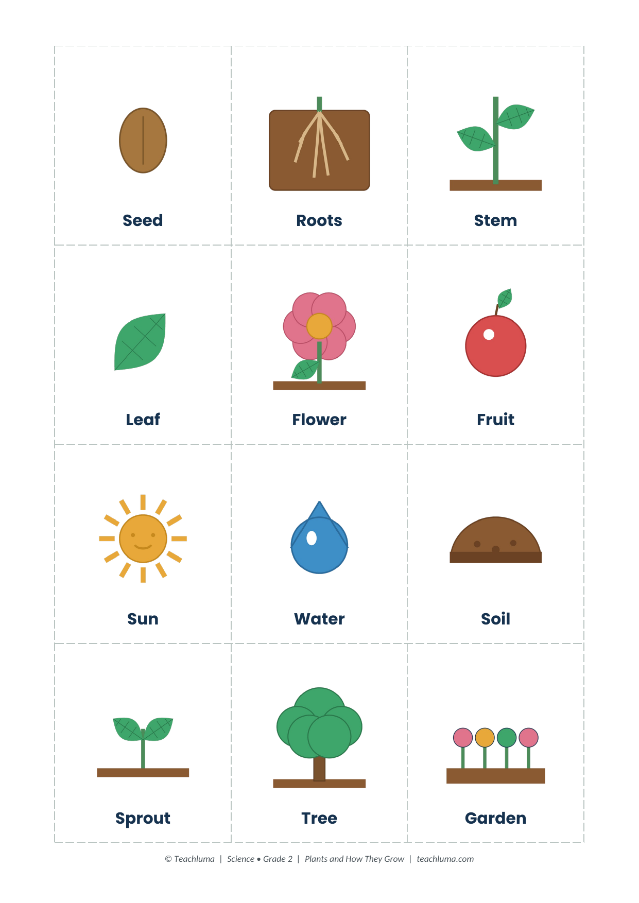 Grade 2 Plant Vocabulary Flashcards