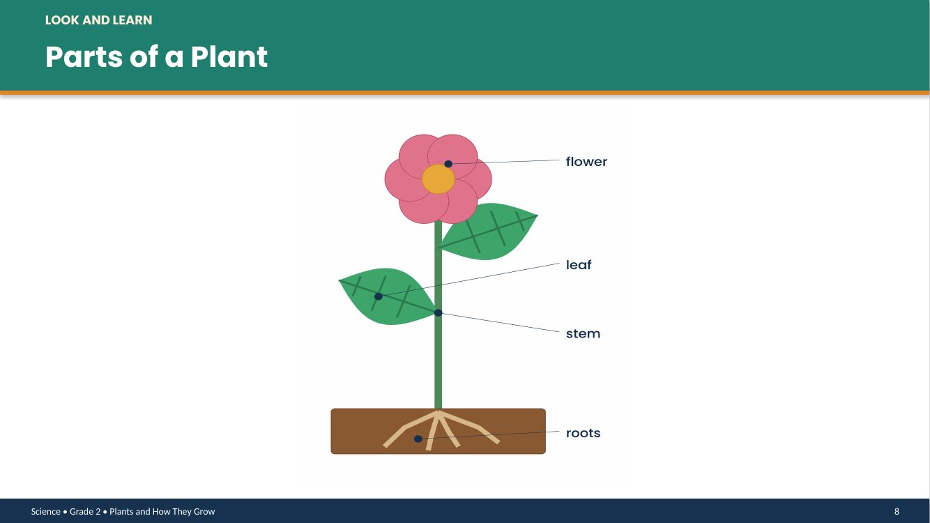 Grade 2 Parts of a Plant Vocabulary PowerPoint