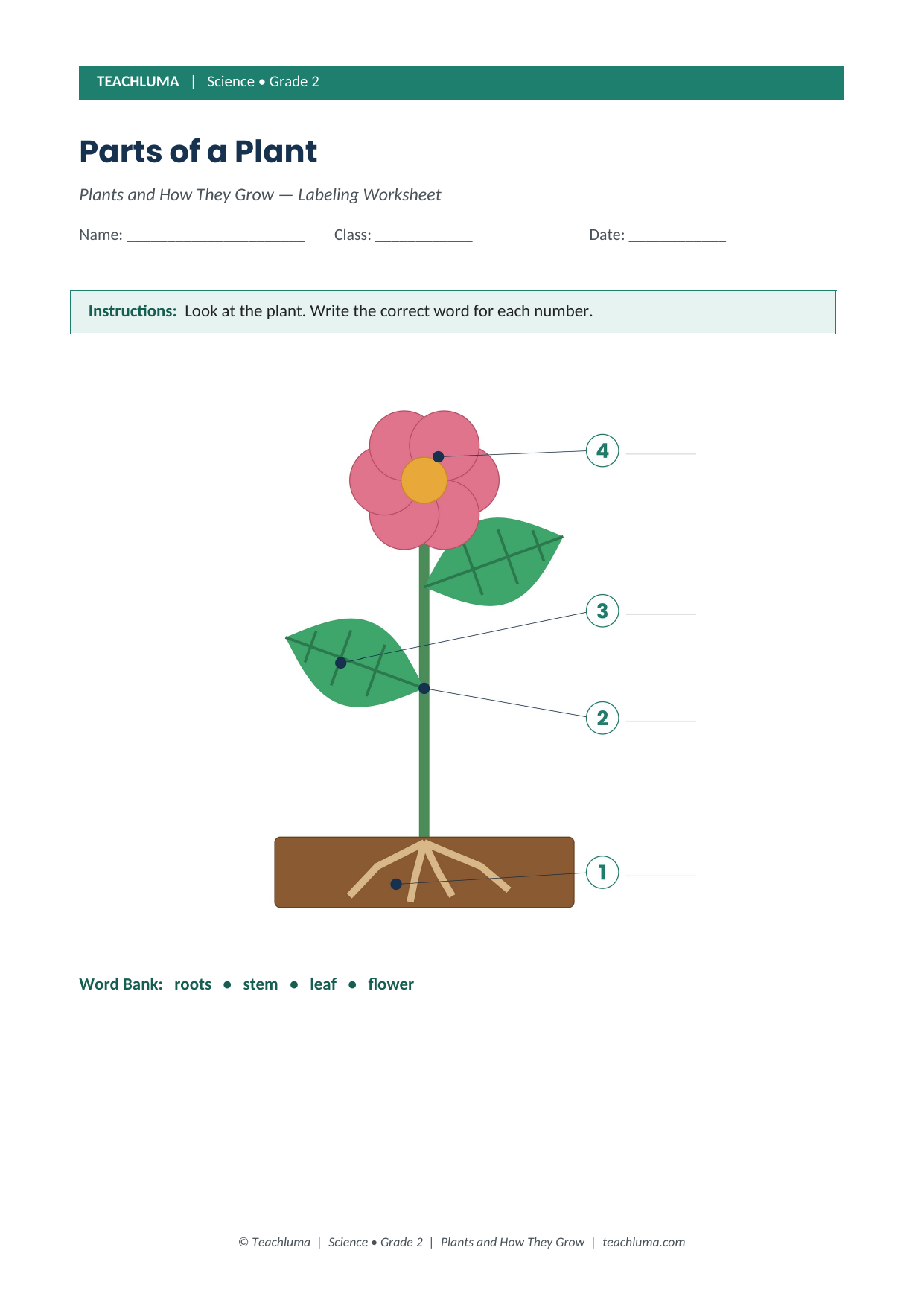 Grade 2 Parts of a Plant Labeling Worksheet