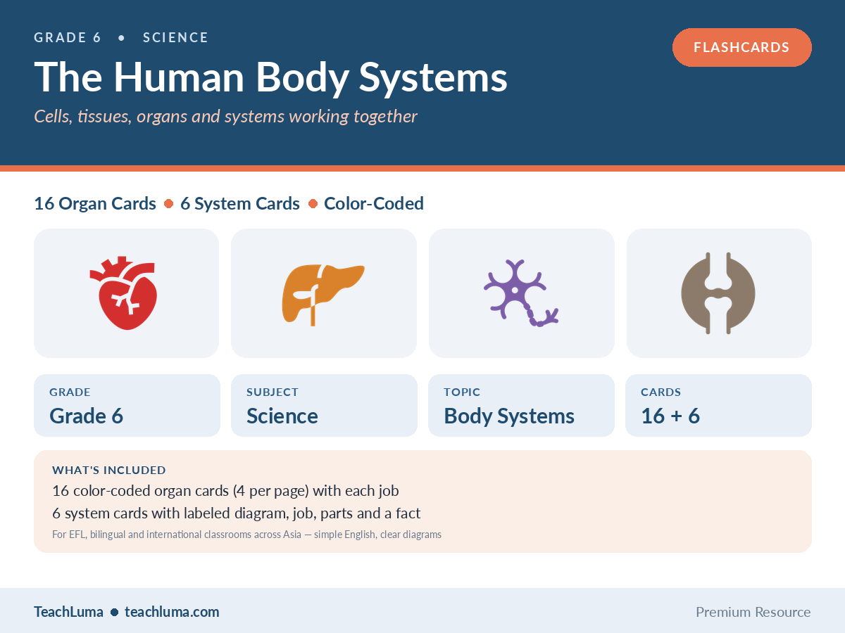 Grade 6 Science Flashcards: The Human Body Systems — 16 Organ Cards + 6 System Cards